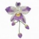 PME Cattleya Orchid Flower Petal cutter set/3